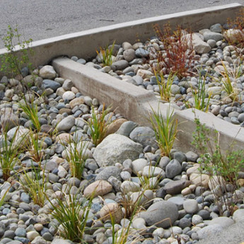 Rain Garden