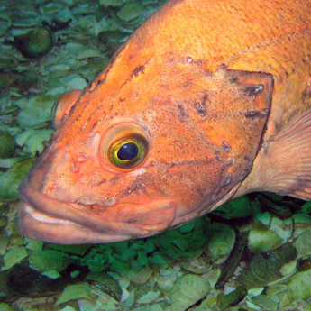 Rockfish