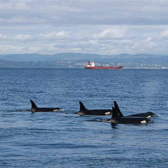 Southern Resident Killer Whales (SRKWs)