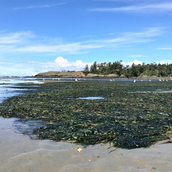 False Bay Monitoring & Outreach